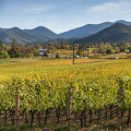 Exploring the Award-Winning Wineries in Aurora, OR