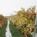 The Perfect Climate for Growing Grapes in Aurora, OR