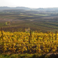 The Cultural Impact of the Wine Industry in Aurora, OR