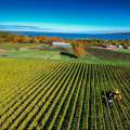 Exploring the Hidden Gem of Aurora, OR: The Wine Industry