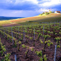 The Growth and Evolution of the Wine Industry in Aurora, OR