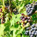The Impact of the Wine Industry on the Local Community in Aurora, OR