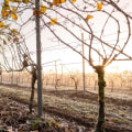 The Sustainable Practices of the Wine Industry in Aurora, OR