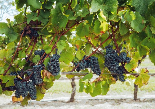 The Secrets Behind Harvest Season for Wineries in Aurora, OR