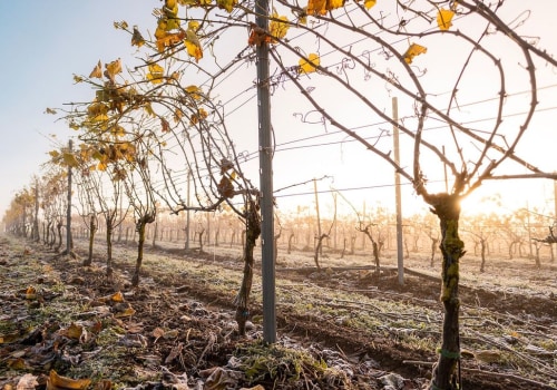 The Wine Industry in Aurora, OR: Exploring the Average Price Range