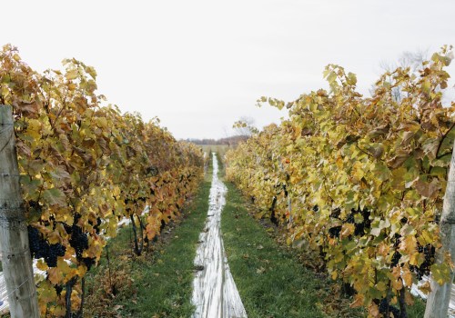 The Perfect Climate for Growing Grapes in Aurora, OR