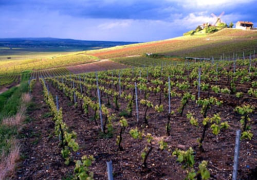 The Growth and Evolution of the Wine Industry in Aurora, OR