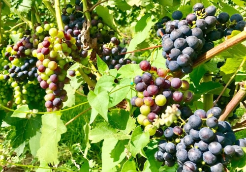 The Fascinating History of the Wine Industry in Aurora, OR